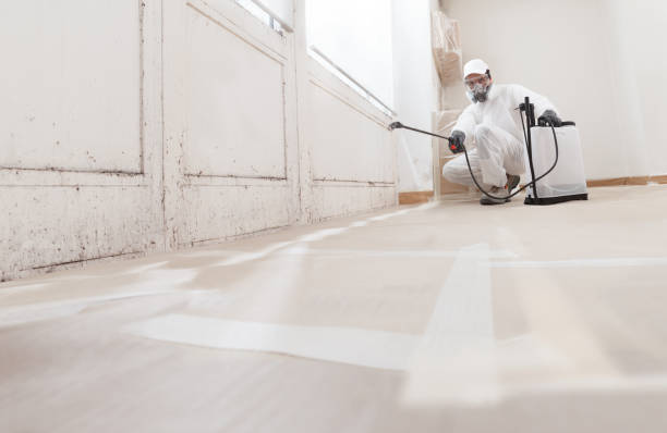 24/7 Emergency Black Mold Remediation experts in Worton, MD