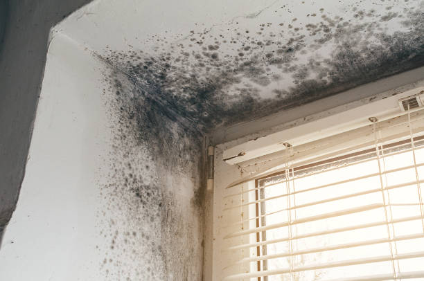 Affordable Black Mold Remediation solutions in Worton, MD